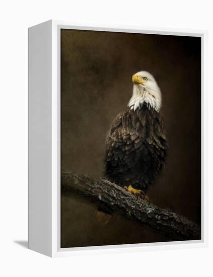 Portrait of an Eagle-Jai Johnson-Framed Premier Image Canvas