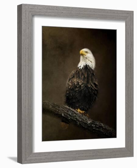 Portrait of an Eagle-Jai Johnson-Framed Giclee Print