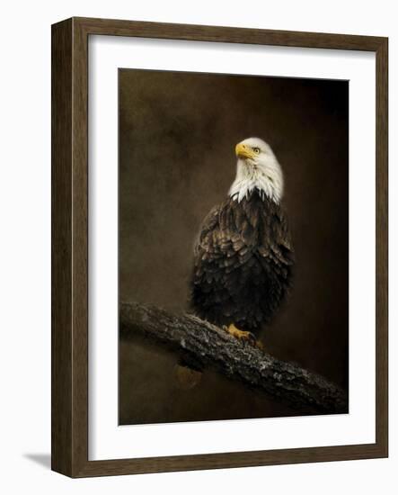 Portrait of an Eagle-Jai Johnson-Framed Giclee Print