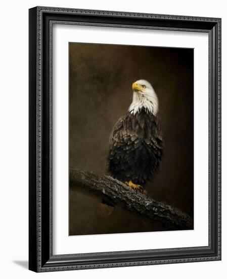 Portrait of an Eagle-Jai Johnson-Framed Giclee Print