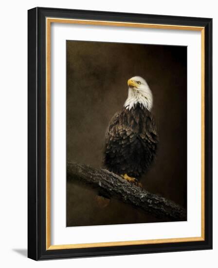 Portrait of an Eagle-Jai Johnson-Framed Giclee Print