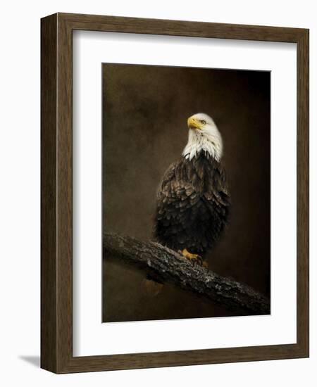 Portrait of an Eagle-Jai Johnson-Framed Giclee Print