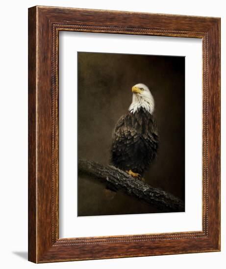 Portrait of an Eagle-Jai Johnson-Framed Giclee Print