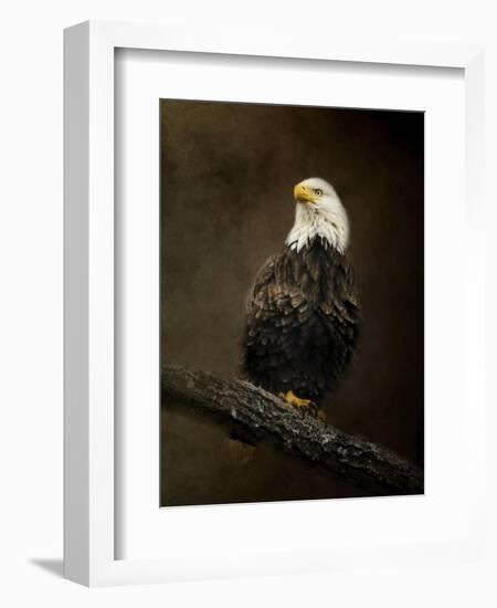 Portrait of an Eagle-Jai Johnson-Framed Giclee Print