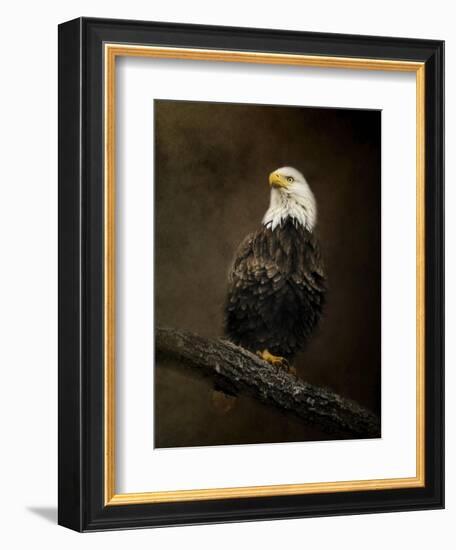 Portrait of an Eagle-Jai Johnson-Framed Giclee Print