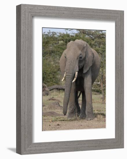 Portrait of an Elephant-Martin Fowkes-Framed Giclee Print