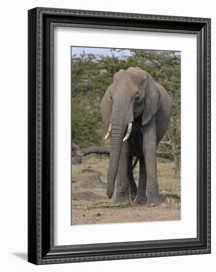 Portrait of an Elephant-Martin Fowkes-Framed Giclee Print