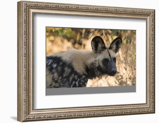 Portrait of an endangered African wild dog (Lycaon pictus), Botswana, Africa-Sergio Pitamitz-Framed Photographic Print