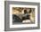 Portrait of an endangered African wild dog (Lycaon pictus), Botswana, Africa-Sergio Pitamitz-Framed Photographic Print