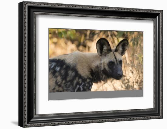 Portrait of an endangered African wild dog (Lycaon pictus), Botswana, Africa-Sergio Pitamitz-Framed Photographic Print