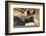 Portrait of an endangered African wild dog (Lycaon pictus), Botswana, Africa-Sergio Pitamitz-Framed Photographic Print