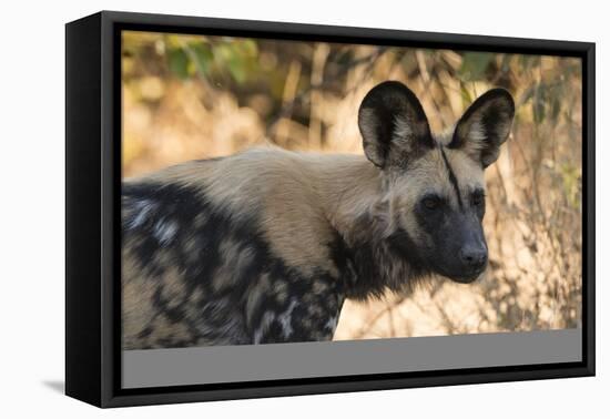 Portrait of an endangered African wild dog (Lycaon pictus), Botswana, Africa-Sergio Pitamitz-Framed Premier Image Canvas