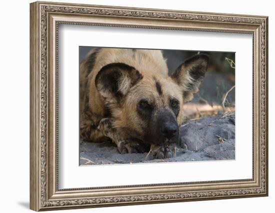 Portrait of an endangered African wild dog, Lycaon pictus. Okavango Delta, Botswana-Sergio Pitamitz-Framed Photographic Print