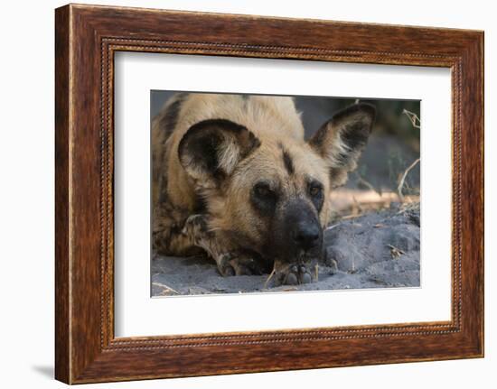 Portrait of an endangered African wild dog, Lycaon pictus. Okavango Delta, Botswana-Sergio Pitamitz-Framed Photographic Print