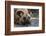 Portrait of an endangered African wild dog, Lycaon pictus. Okavango Delta, Botswana-Sergio Pitamitz-Framed Photographic Print