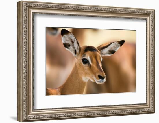 Portrait of an Impala calf, Aepyceros melampus. Lake Nakuru National Park, Kenya, Africa.-Sergio Pitamitz-Framed Photographic Print