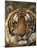 Portrait of an Indo Chinese Tiger, Tiger Sanctuary, Khao Pardap Chan, Thailand-Louise Murray-Mounted Photographic Print