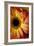 Portrait Of An Orange Gerbera Or Gerber Daisy-Karine Aigner-Framed Photographic Print