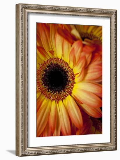 Portrait Of An Orange Gerbera Or Gerber Daisy-Karine Aigner-Framed Photographic Print