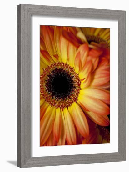 Portrait Of An Orange Gerbera Or Gerber Daisy-Karine Aigner-Framed Photographic Print