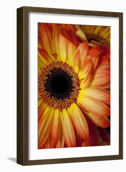 Portrait Of An Orange Gerbera Or Gerber Daisy-Karine Aigner-Framed Photographic Print