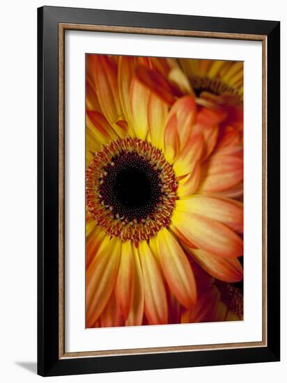 Portrait Of An Orange Gerbera Or Gerber Daisy-Karine Aigner-Framed Photographic Print