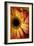 Portrait Of An Orange Gerbera Or Gerber Daisy-Karine Aigner-Framed Photographic Print