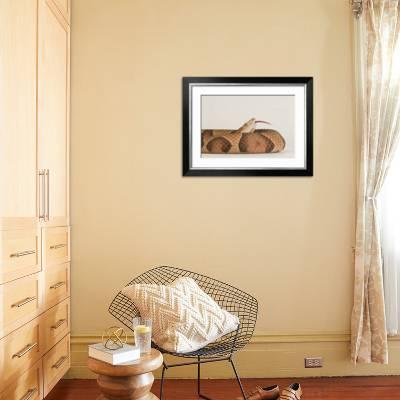 Portrait Of An Osage Copperhead Agkistrodon Contortrix Phaeogaster At Tulsa Zoo Photographic Print By Joel Sartore Art Com