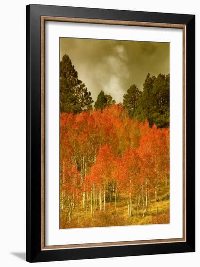 Portrait of Aspens in Autumn-Vincent James-Framed Photographic Print