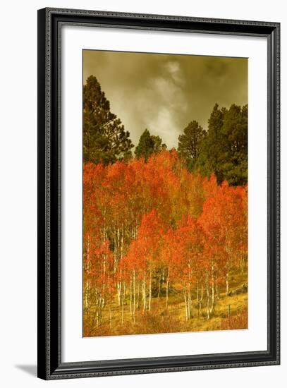 Portrait of Aspens in Autumn-Vincent James-Framed Photographic Print