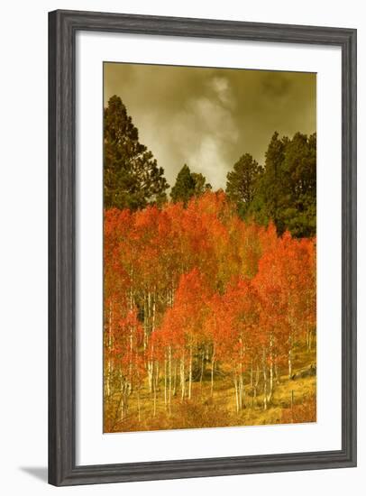 Portrait of Aspens in Autumn-Vincent James-Framed Photographic Print