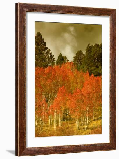 Portrait of Aspens in Autumn-Vincent James-Framed Photographic Print