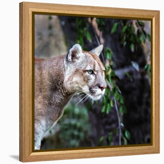 Portrait of Beautiful Puma. Cougar, Mountain Lion, Puma, Panther, Striking Pose, Winter Scene in Th-Baranov E-Framed Stretched Canvas