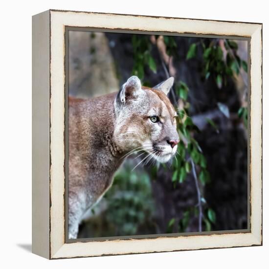 Portrait of Beautiful Puma. Cougar, Mountain Lion, Puma, Panther, Striking Pose, Winter Scene in Th-Baranov E-Framed Stretched Canvas