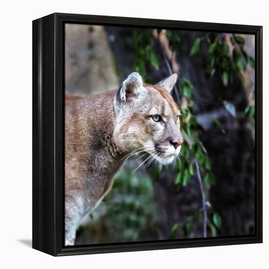 Portrait of Beautiful Puma. Cougar, Mountain Lion, Puma, Panther, Striking Pose, Winter Scene in Th-Baranov E-Framed Stretched Canvas