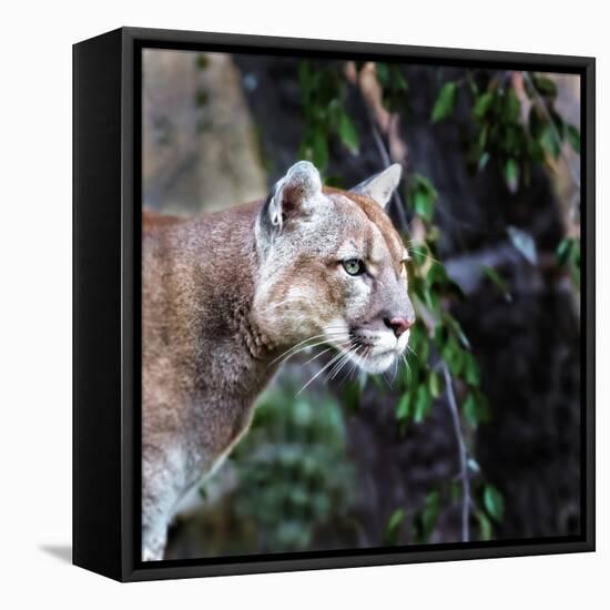 Portrait of Beautiful Puma. Cougar, Mountain Lion, Puma, Panther, Striking Pose, Winter Scene in Th-Baranov E-Framed Stretched Canvas