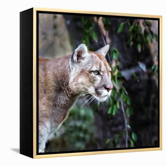 Portrait of Beautiful Puma. Cougar, Mountain Lion, Puma, Panther, Striking Pose, Winter Scene in Th-Baranov E-Framed Stretched Canvas