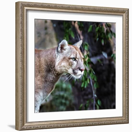 Portrait of Beautiful Puma. Cougar, Mountain Lion, Puma, Panther, Striking Pose, Winter Scene in Th-Baranov E-Framed Photographic Print