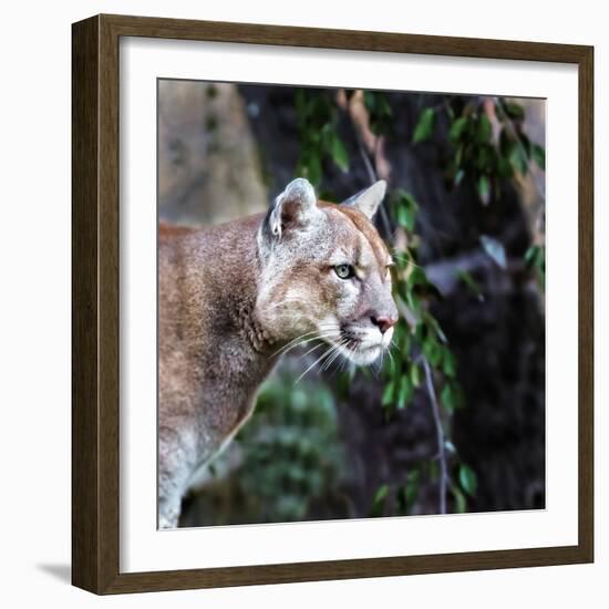 Portrait of Beautiful Puma. Cougar, Mountain Lion, Puma, Panther, Striking Pose, Winter Scene in Th-Baranov E-Framed Photographic Print