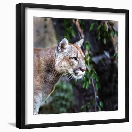 Portrait of Beautiful Puma. Cougar, Mountain Lion, Puma, Panther, Striking Pose, Winter Scene in Th-Baranov E-Framed Photographic Print