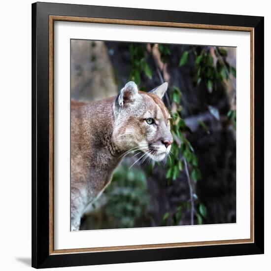 Portrait of Beautiful Puma. Cougar, Mountain Lion, Puma, Panther, Striking Pose, Winter Scene in Th-Baranov E-Framed Photographic Print