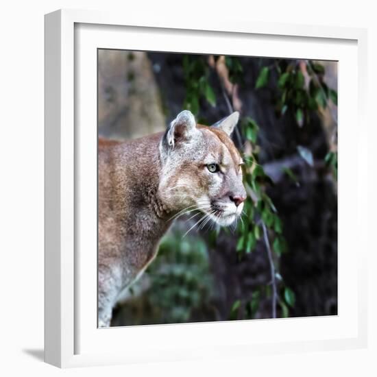 Portrait of Beautiful Puma. Cougar, Mountain Lion, Puma, Panther, Striking Pose, Winter Scene in Th-Baranov E-Framed Photographic Print