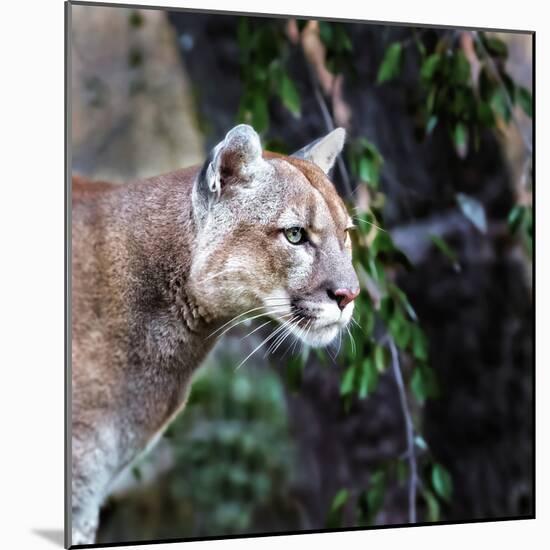 Portrait of Beautiful Puma. Cougar, Mountain Lion, Puma, Panther, Striking Pose, Winter Scene in Th-Baranov E-Mounted Photographic Print