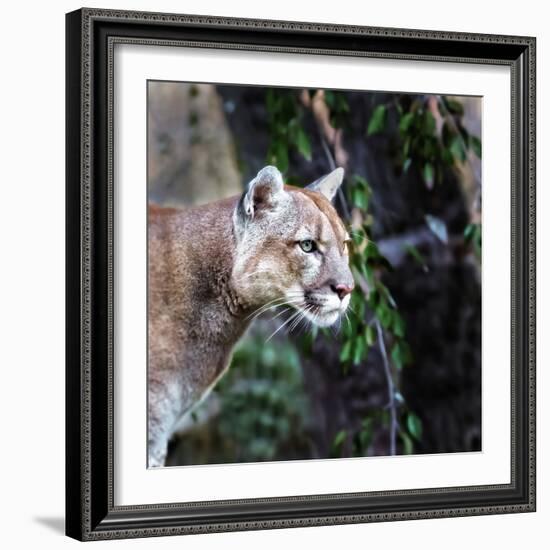 Portrait of Beautiful Puma. Cougar, Mountain Lion, Puma, Panther, Striking Pose, Winter Scene in Th-Baranov E-Framed Photographic Print