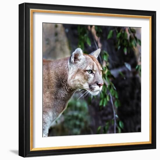 Portrait of Beautiful Puma. Cougar, Mountain Lion, Puma, Panther, Striking Pose, Winter Scene in Th-Baranov E-Framed Photographic Print