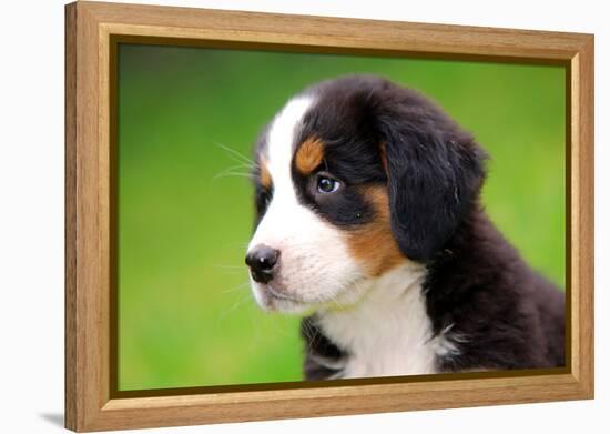 Portrait Of Bernese Mountain Dog-Michal Bednarek-Framed Premier Image Canvas