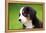 Portrait Of Bernese Mountain Dog-Michal Bednarek-Framed Premier Image Canvas