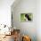 Portrait Of Bernese Mountain Dog-Michal Bednarek-Framed Premier Image Canvas displayed on a wall