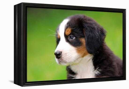 Portrait Of Bernese Mountain Dog-Michal Bednarek-Framed Premier Image Canvas