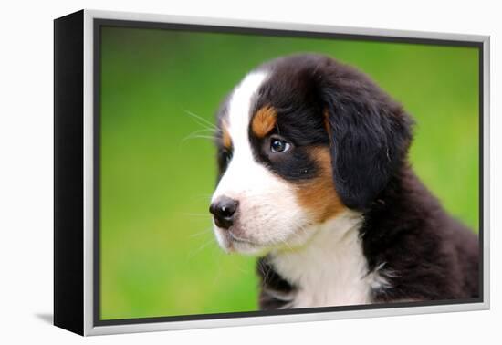 Portrait Of Bernese Mountain Dog-Michal Bednarek-Framed Premier Image Canvas